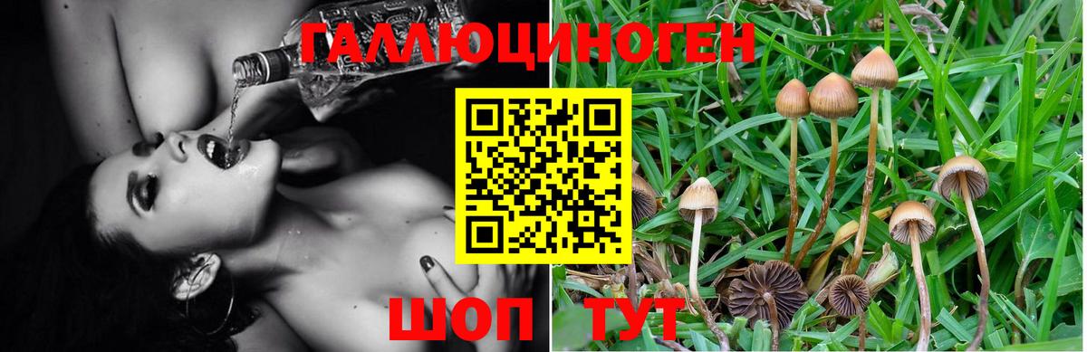 Галлюциногенные грибы MAGIC MUSHROOMS  продажа наркотиков  Псилоцибиновые грибы мицелий  Липецк  Вход с VPN 